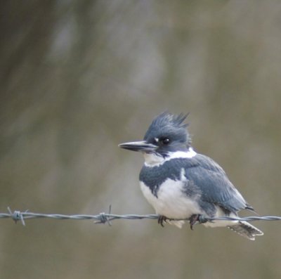 Belted Kingfisher