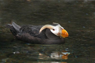 Tuffed Puffin