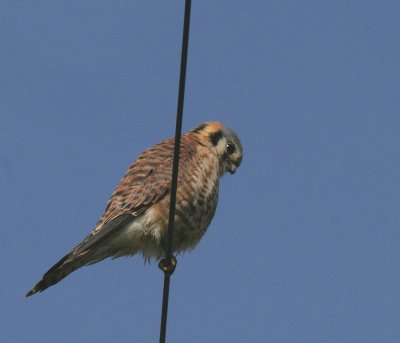 American Kestrel