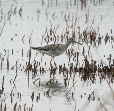 Lesser Yellow Legs