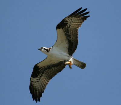 Osprey