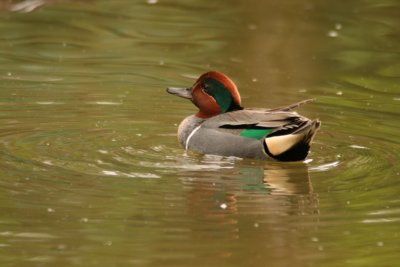  green winged teal