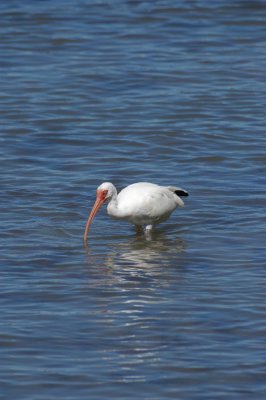 White Ibis