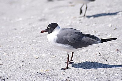 Laughing Gull