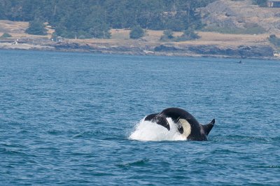 whaleIMG_5047c.jpg