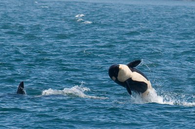 whaleIMG_4990c.jpg