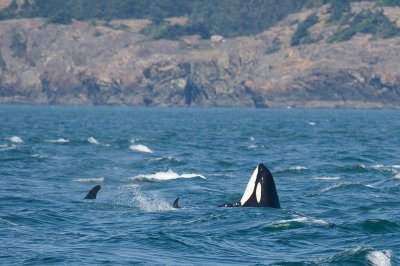 whaleIMG_4974c.jpg