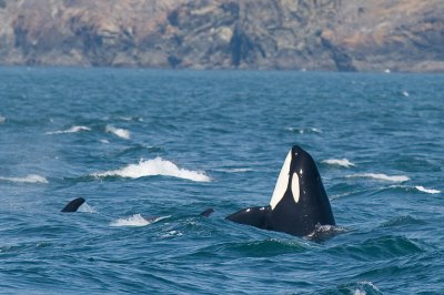 whaleIMG_4973c.jpg
