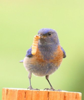 Western Bluebird