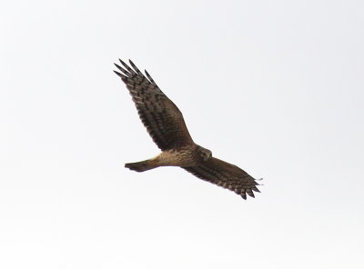 IMG_4226.JPG