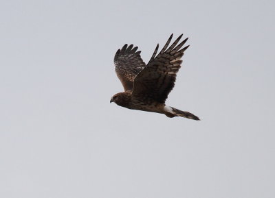 IMG_4242.JPG