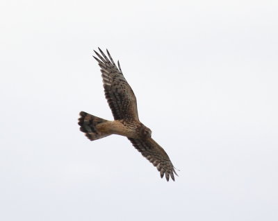 IMG_4282.JPG