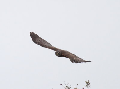 IMG_4384.JPG