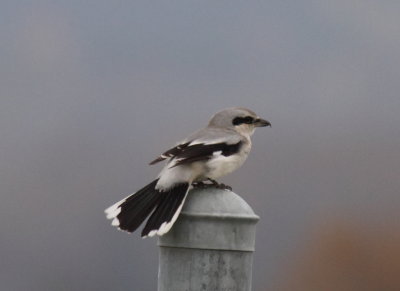 Shrike.JPG