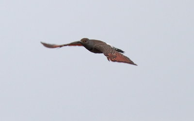 flicker2.JPG