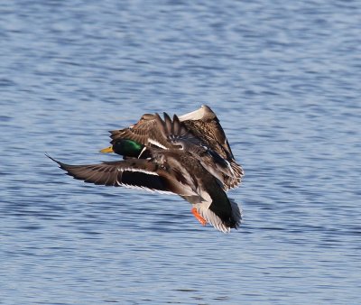 IMG_5437.JPG