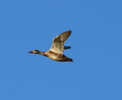 Duck IMG_6716.JPG