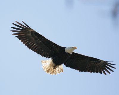 Eagle 2.jpg