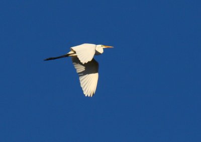 Great Egret.JPG