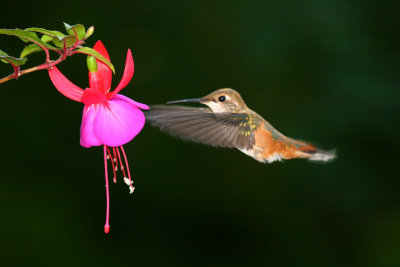 Hummer and Fushia.jpg