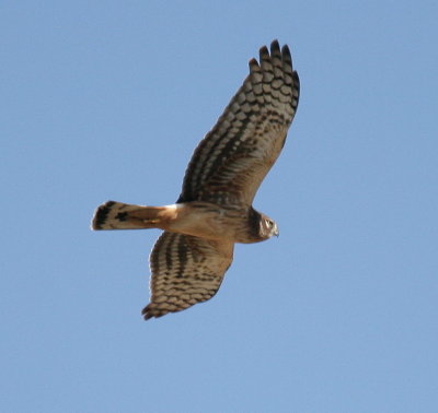 Northern Harrier Female 3.jpg