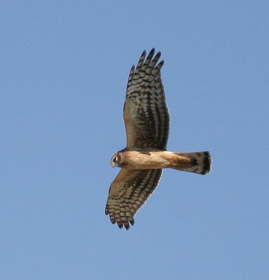 Northern Harrier Female 5.jpg