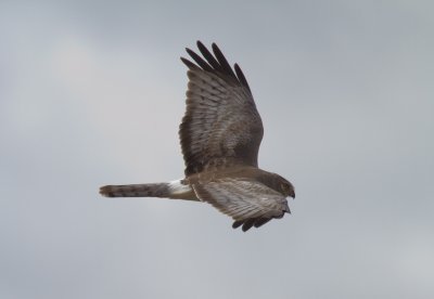 Northern Harrier Male 1.jpg