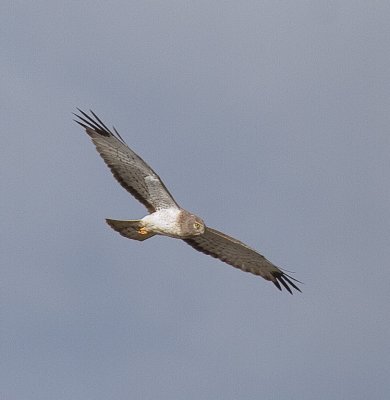 Northern Harrier Male 3.jpg