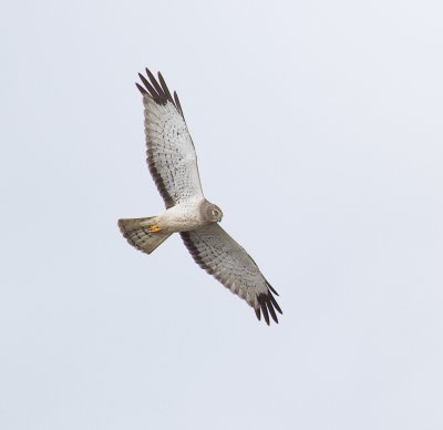 Northern Harrier Male 4.jpg