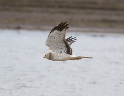 Northern Harrier Male 5.jpg