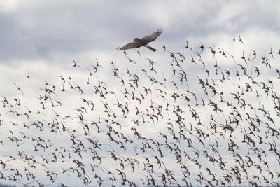 Northern Harrier and Dunlin.jpg