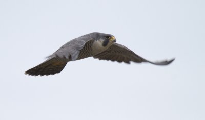 Peregrine Falcon 2.jpg