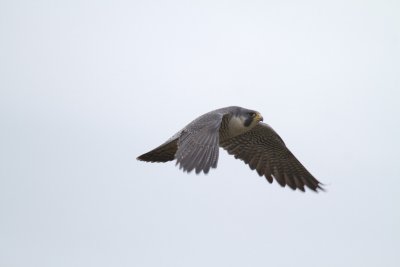 Peregrine Falcon 3.jpg