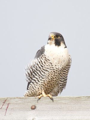 Peregrine Falcon