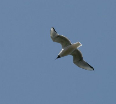 Tern.JPG