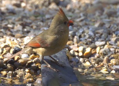 female cardinal