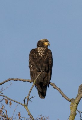 Immature Eagle