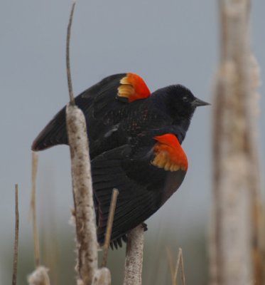 redwinged blackbird