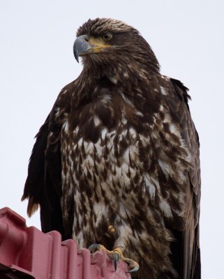 Immature Eagle