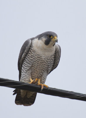 Peregrine Falcon