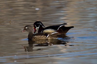 Wood Duck Pair