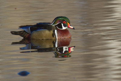 Wood Duck