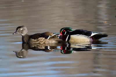 Wood Duck Pair