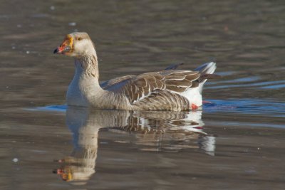 White Fronted Goose