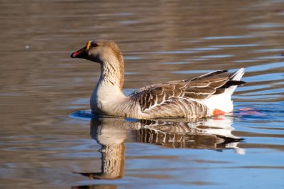 White Fronted Goose