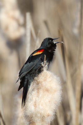 Red winged Blackbird