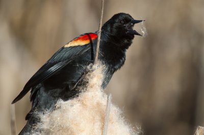 Red Winged Blackbird