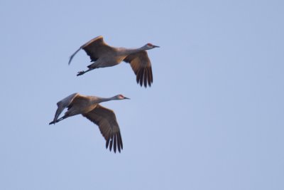 Sandhill Cranes