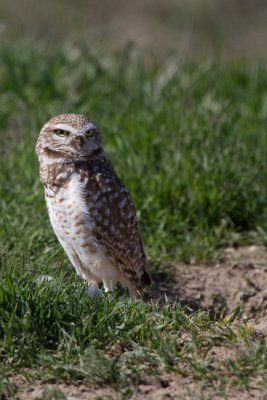 Burrowing Owl