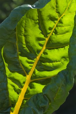 botanical 3.jpg